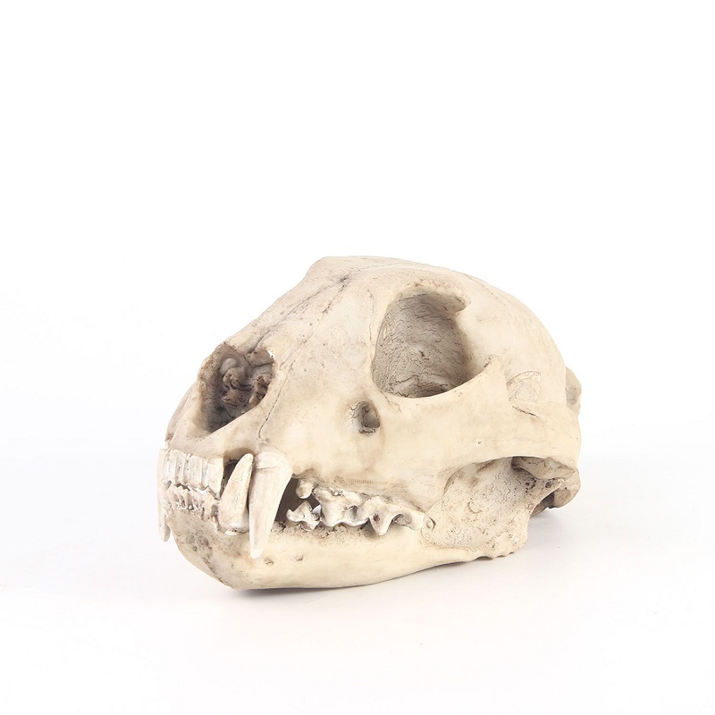 Art Craft Zoo - Leopard Skull รุ่น Resin หัตถกรรม Skull