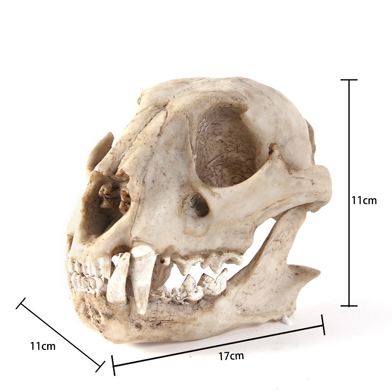 Leopard Skull รุ่น Resin หัตถก - Art Craft Zoo บทวิจารณ์และราคา