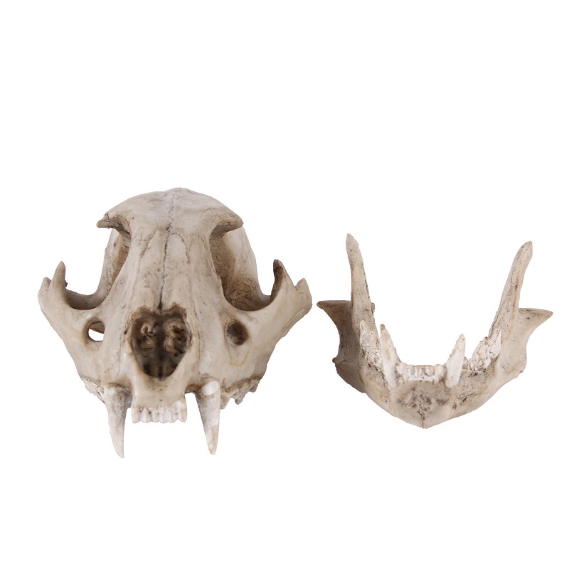 Leopard Skull รุ่น Resin หัตถก - Art Craft Zoo บทวิจารณ์และราคา