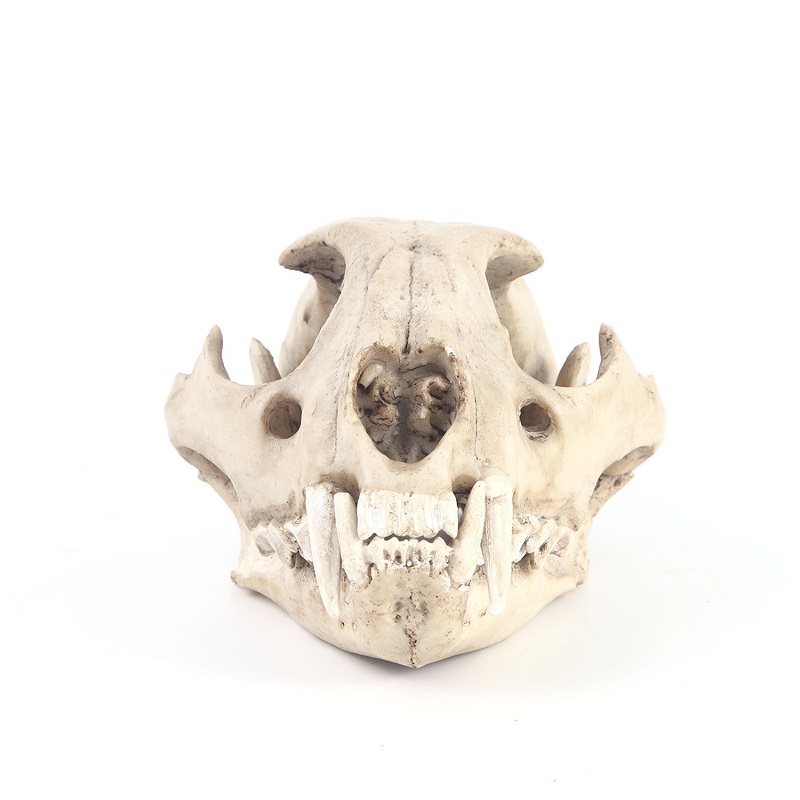 Leopard Skull รุ่น Resin หัตถก - Art Craft Zoo บทวิจารณ์และราคา